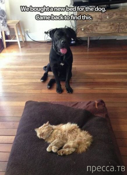 ����� �������� - �������� ��������, ����� 6 (48 ����)