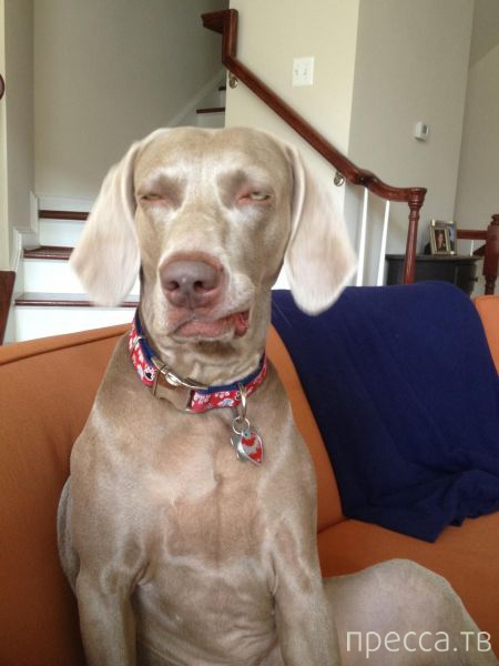 ����� �������� - �������� ��������, ����� 6 (48 ����)