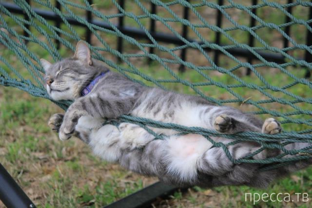 ����� �������� - �������� ��������, ����� 6 (48 ����)