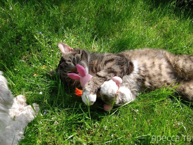 ����� �������� - �������� ��������, ����� 6 (48 ����)