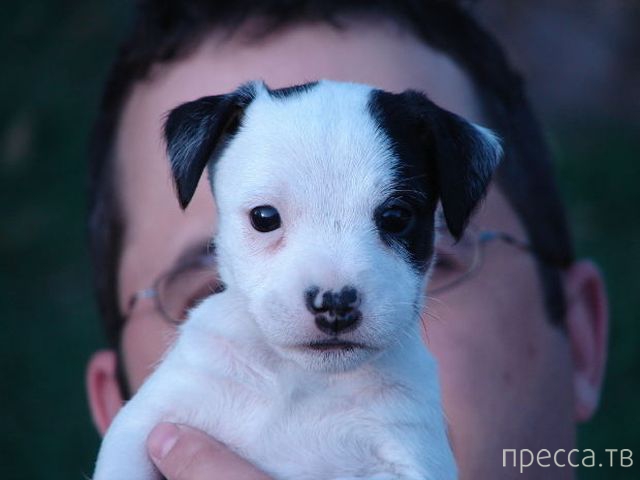 ����� �������� - �������� ��������, ����� 6 (48 ����)