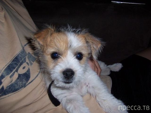 ����� �������� - �������� ��������, ����� 6 (48 ����)