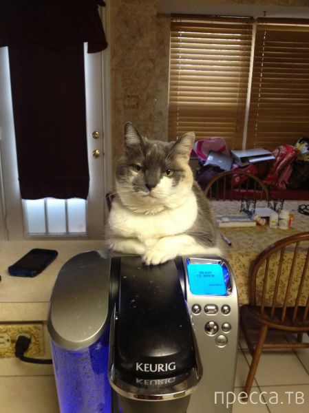 ����� �������� - �������� ��������, ����� 6 (48 ����)