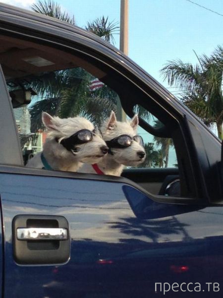 ����� �������� - �������� ��������, ����� 6 (48 ����)