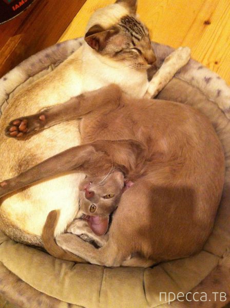 ����� �������� - �������� ��������, ����� 6 (48 ����)