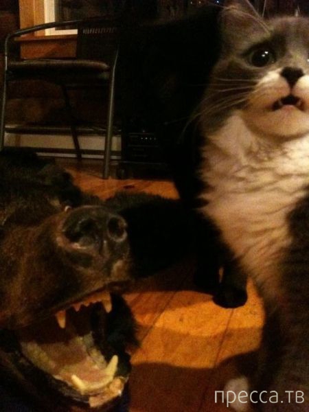 ����� �������� - �������� ��������, ����� 6 (48 ����)