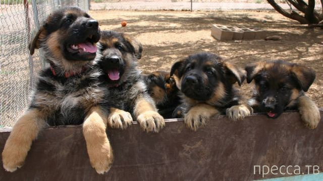 ����� �������� - �������� ��������, ����� 6 (48 ����)