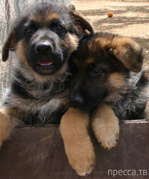 ����� �������� - �������� ��������, ����� 6 (48 ����)