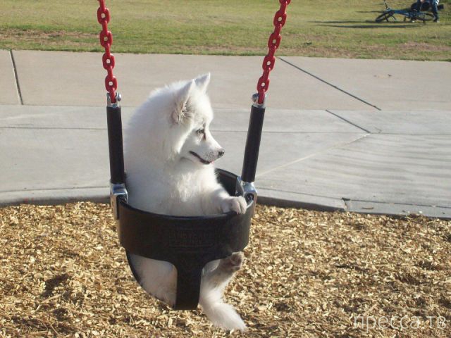 ����� �������� - �������� ��������, ����� 6 (48 ����)