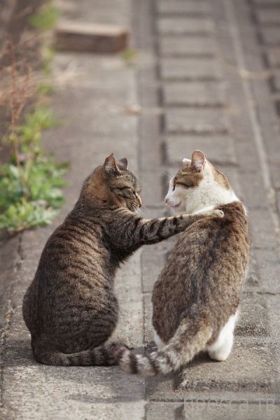 ����� �������� - �������� ��������, ����� 6 (48 ����)