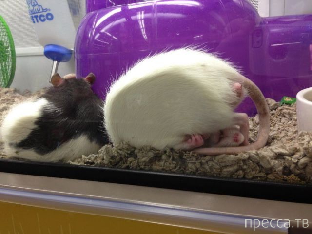 ����� �������� - �������� ��������, ����� 6 (48 ����)