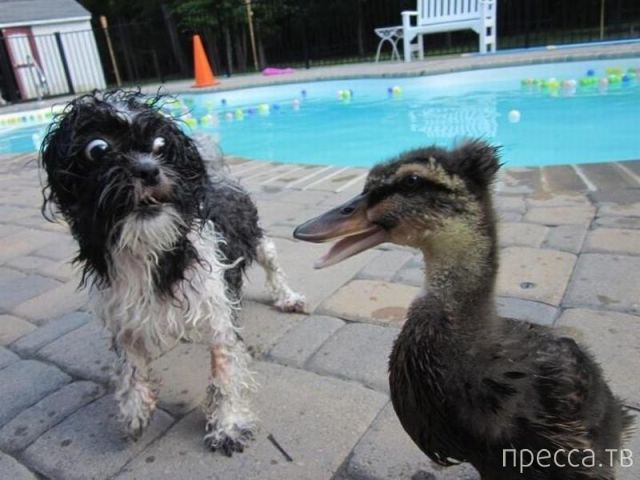 ����� �������� - �������� ��������, ����� 6 (48 ����)