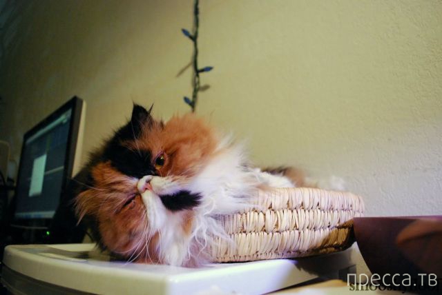 ����� �������� - �������� ��������, ����� 7 (47 ����)