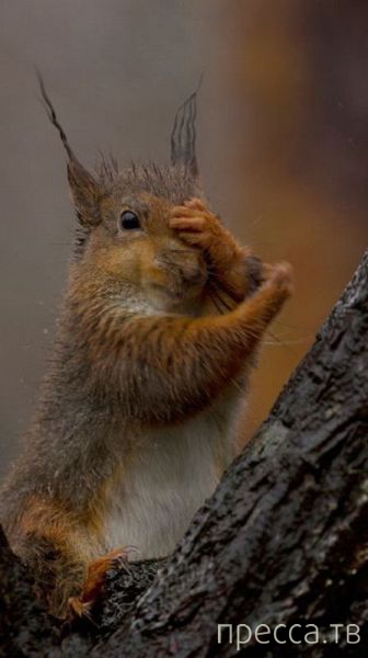 ����� �������� - �������� ��������, ����� 7 (47 ����)