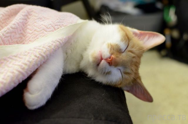 ����� �������� - �������� ��������, ����� 7 (47 ����)