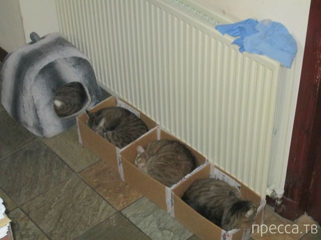 ����� �������� - �������� ��������, ����� 7 (47 ����)