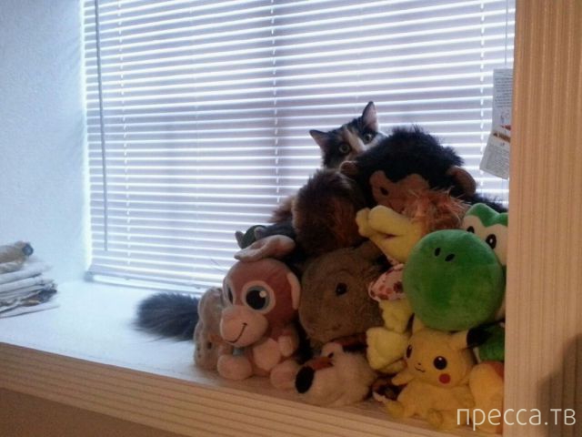 ����� �������� - �������� ��������, ����� 7 (47 ����)