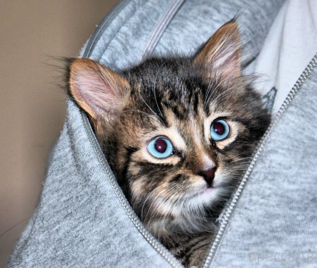 ����� �������� - �������� ��������, ����� 7 (47 ����)