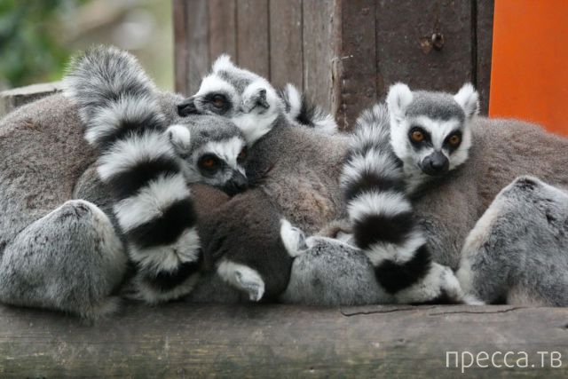 ����� �������� - �������� ��������, ����� 7 (47 ����)