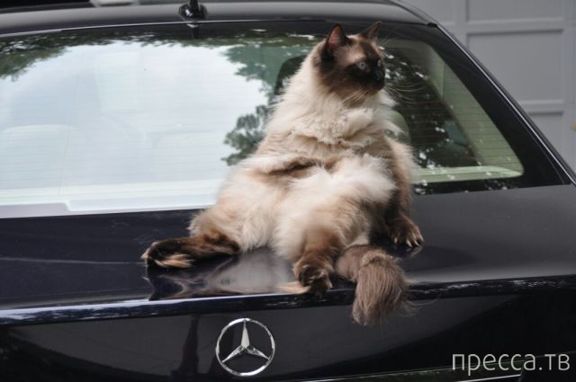 ����� �������� - �������� ��������, ����� 7 (47 ����)