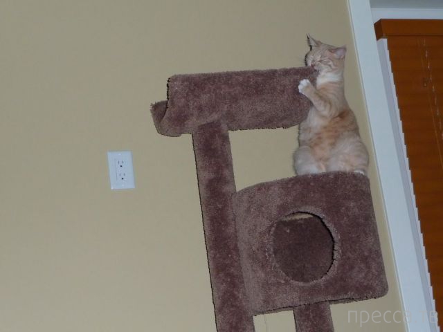 ����� �������� - �������� ��������, ����� 7 (47 ����)