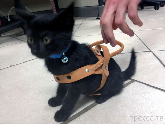 ����� �������� - �������� ��������, ����� 7 (47 ����)