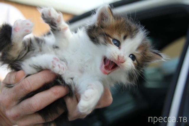 ����� �������� - �������� ��������, ����� 7 (47 ����)