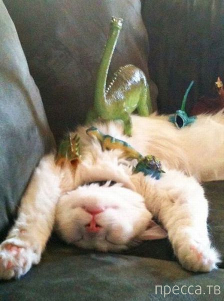 ����� �������� - �������� ��������, ����� 7 (47 ����)