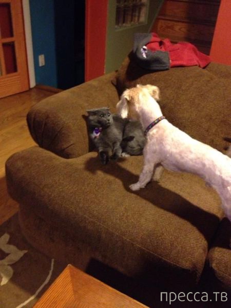 ����� �������� - �������� ��������, ����� 7 (47 ����)