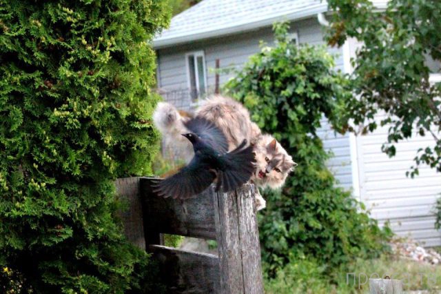 ����� �������� - �������� ��������, ����� 7 (47 ����)