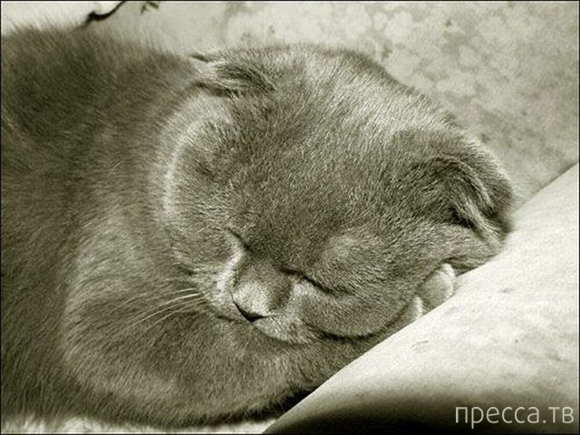 ����� �������� - �������� ��������, ����� 7 (47 ����)