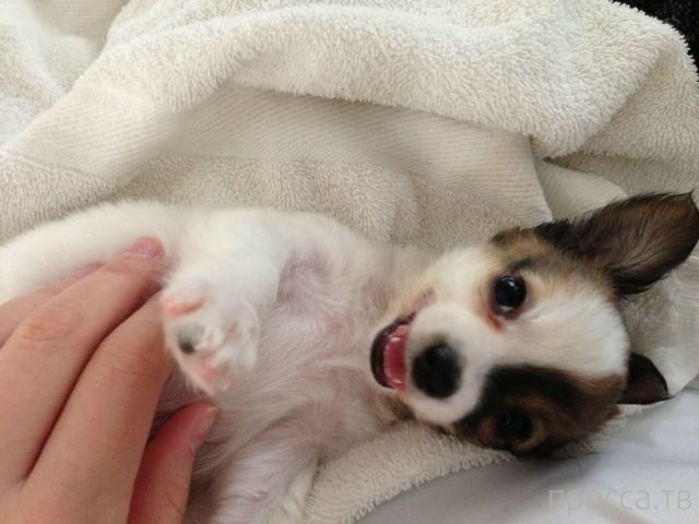 ����� �������� - �������� ��������, ����� 7 (47 ����)