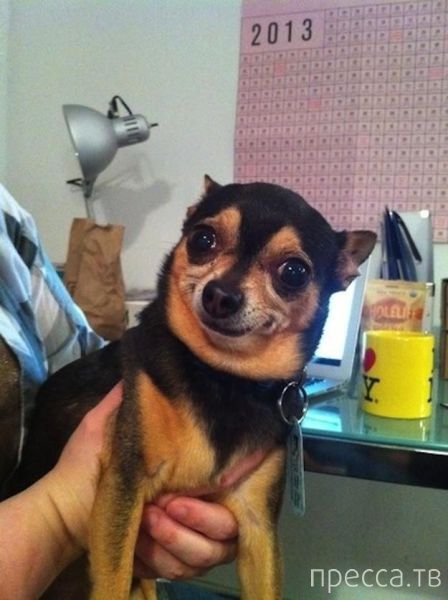 ����� �������� - �������� ��������, ����� 7 (47 ����)