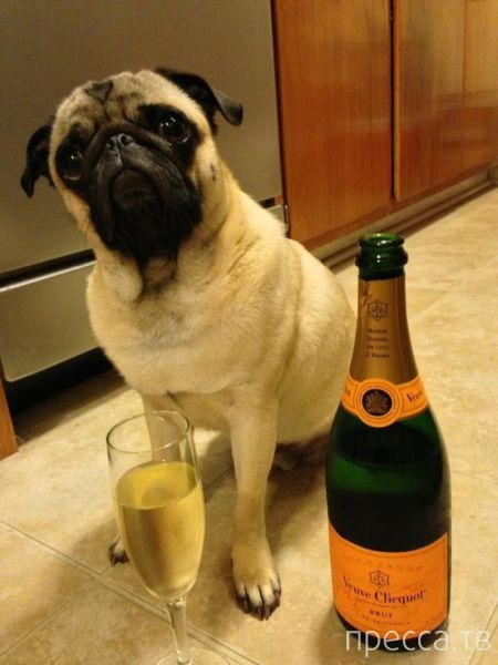 ����� �������� - �������� ��������, ����� 7 (47 ����)