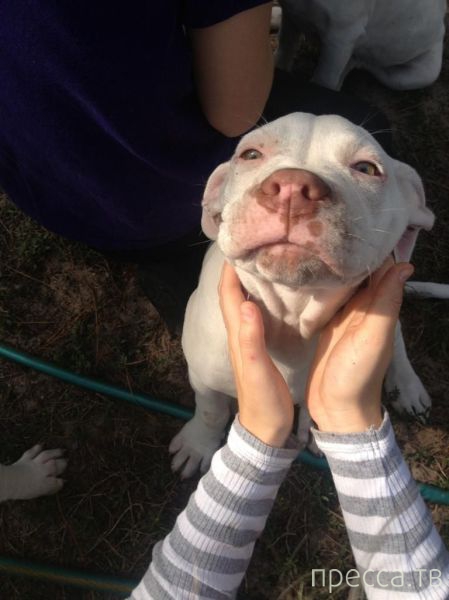 ����� �������� - �������� ��������, ����� 7 (47 ����)