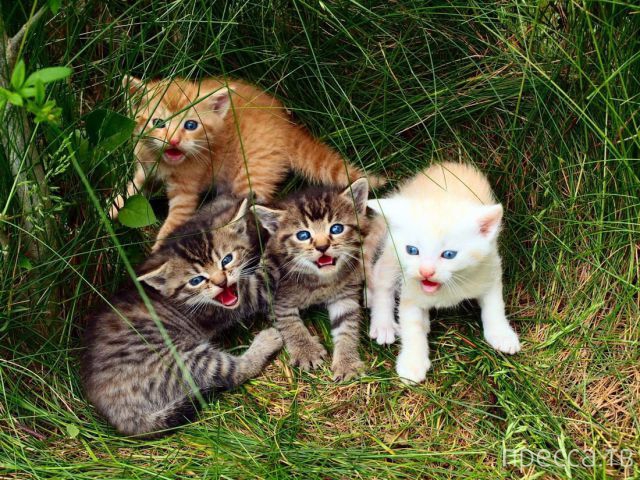 ����� �������� - �������� ��������, ����� 7 (47 ����)