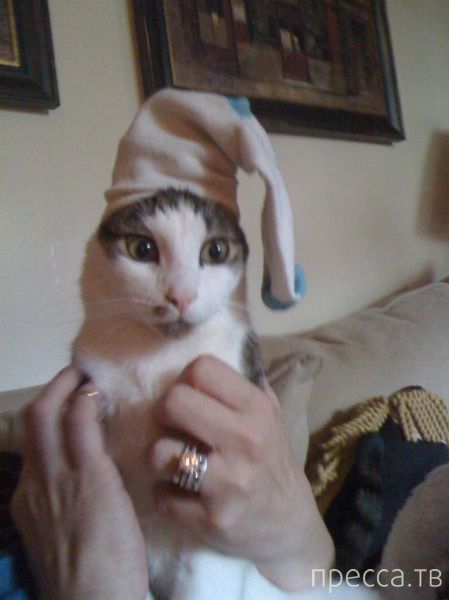 ����� �������� - �������� ��������, ����� 7 (47 ����)