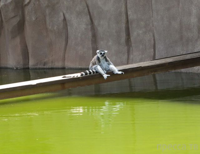 ����� �������� - �������� ��������, ����� 7 (47 ����)