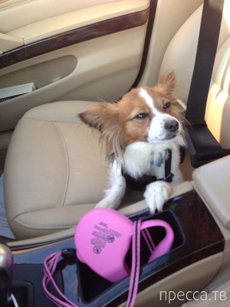 ����� �������� - �������� ��������, ����� 8 (53 ����)