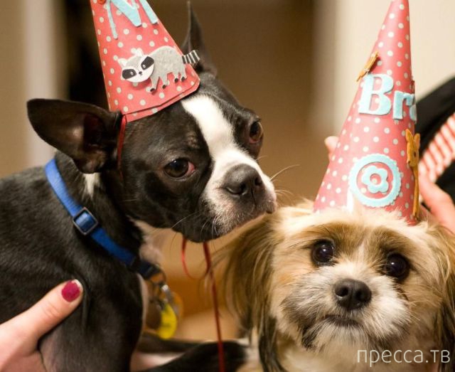 ����� �������� - �������� ��������, ����� 8 (53 ����)