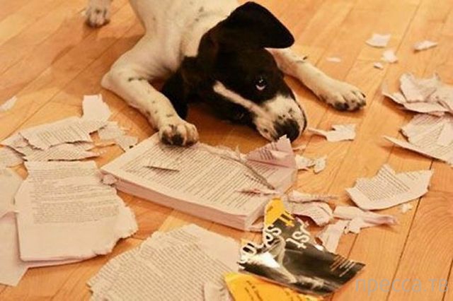 ����� �������� - �������� ��������, ����� 8 (53 ����)