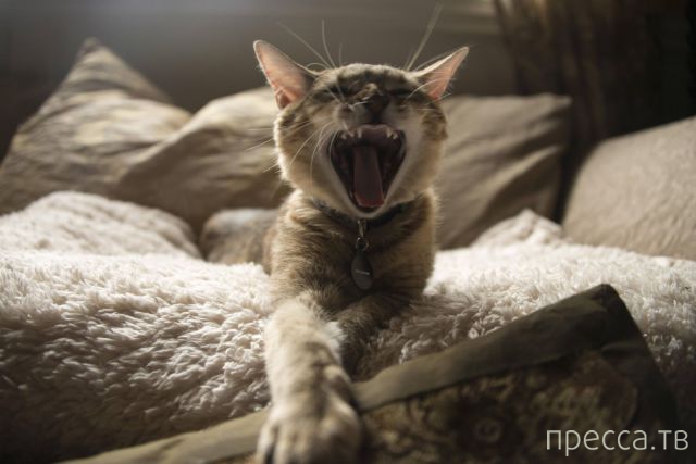 ����� �������� - �������� ��������, ����� 8 (53 ����)