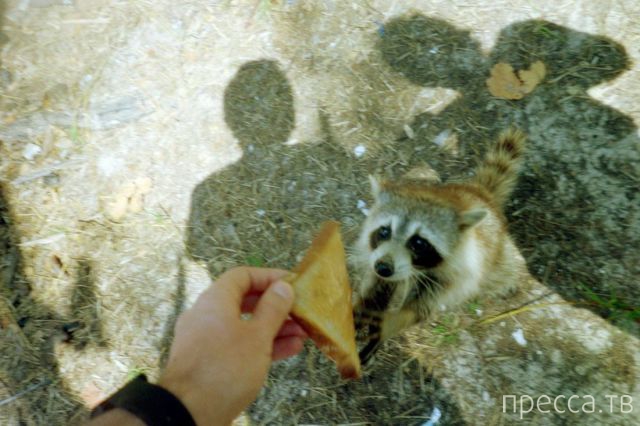 ����� �������� - �������� ��������, ����� 8 (53 ����)