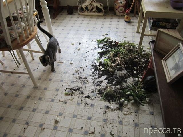 ����� �������� - �������� ��������, ����� 8 (53 ����)