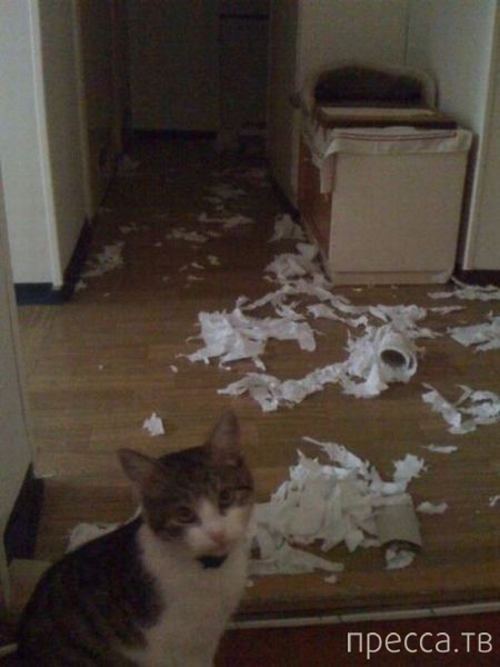 ����� �������� - �������� ��������, ����� 8 (53 ����)