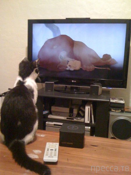 ����� �������� - �������� ��������, ����� 8 (53 ����)