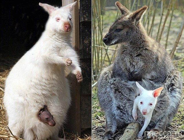 ����� �������� - �������� ��������, ����� 8 (53 ����)