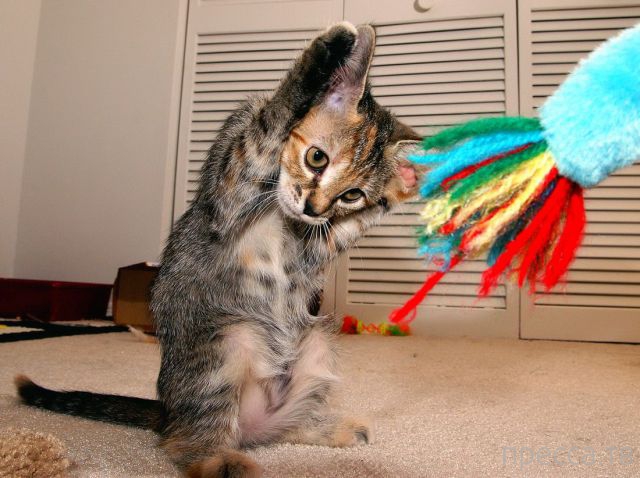 ����� �������� - �������� ��������, ����� 8 (53 ����)