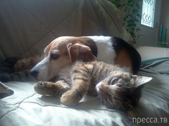 ����� �������� - �������� ��������, ����� 8 (53 ����)