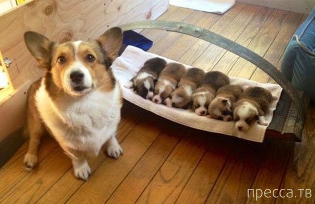 ����� �������� - �������� ��������, ����� 8 (53 ����)